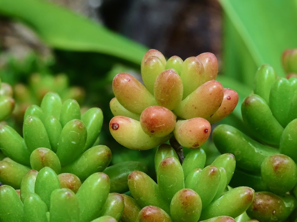PLANTE TOITURE