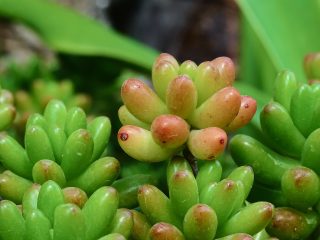 PLANTE TOITURE
