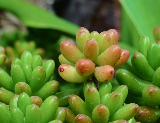 PLANTE TOITURE
